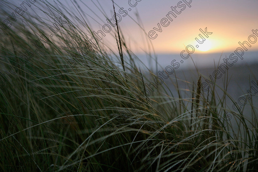 Marram Grass