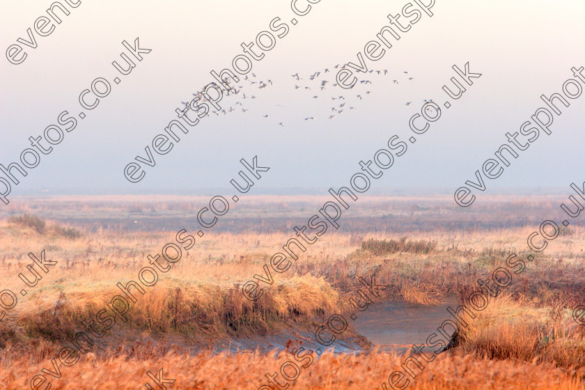 Cley winter marsh MG 1399